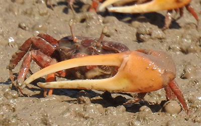 Photo of Leptuca coloradensis