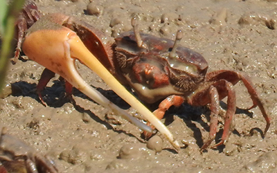 Photo of Leptuca coloradensis