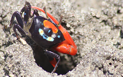 Photo of Paraleptuca crassipes