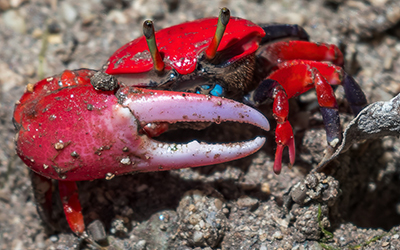 Photo of Paraleptuca crassipes