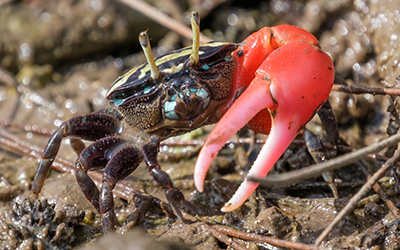 Photo of Paraleptuca crassipes