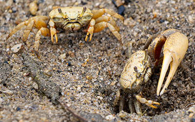 Photo of Leptuca crenulata