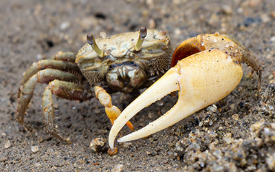 Photo of Leptuca crenulata