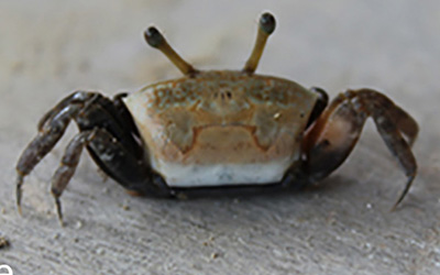 Photo of Austruca cryptica