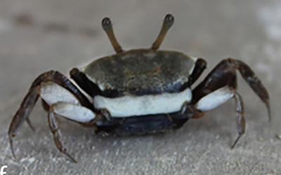 Photo of Austruca cryptica