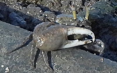 Photo of Leptuca cumulanta