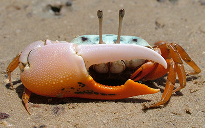 Photo of Gelasimus dampieri