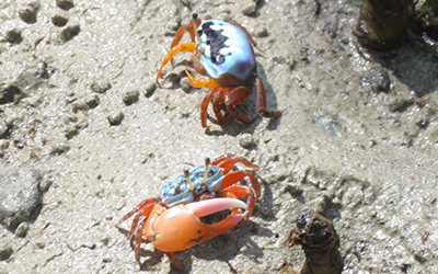 Photo of Gelasimus dampieri