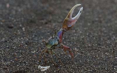 Photo of Leptuca deichmanni