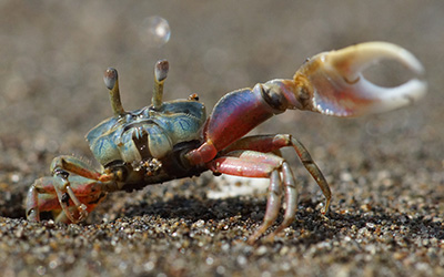 Photo of Leptuca deichmanni