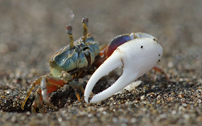 Photo of Leptuca deichmanni