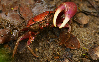 Photo of Minuca ecuadoriensis