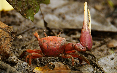 Photo of Minuca ecuadoriensis