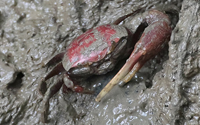 Photo of Minuca ecuadoriensis