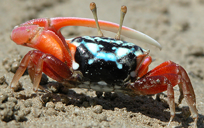 Photo of Tubuca elegans