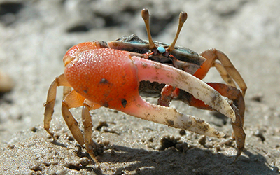 Photo of Tubuca elegans