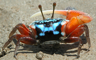 Photo of Tubuca elegans