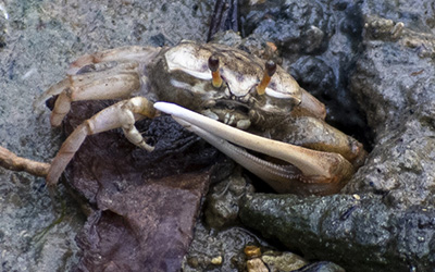 Photo of Leptuca festae