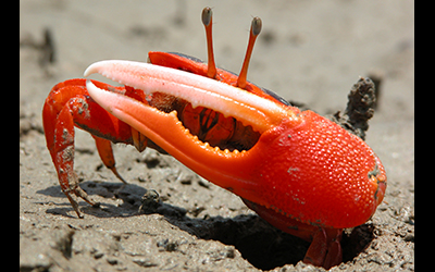 Photo of Tubuca flammula