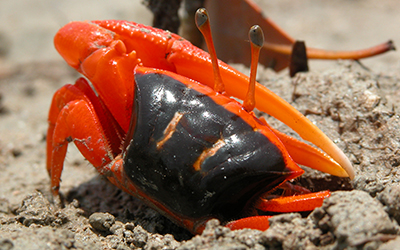 Photo of Tubuca flammula