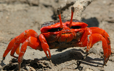 Photo of Tubuca flammula