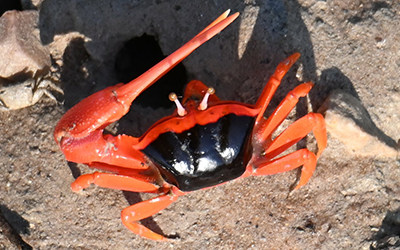 Photo of Tubuca flammula