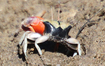 Photo of Tubuca forcipata