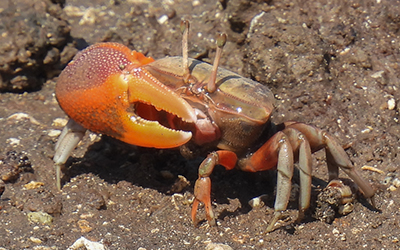 Photo of Tubuca forcipata