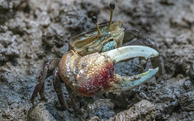 Photo of Tubuca forcipata