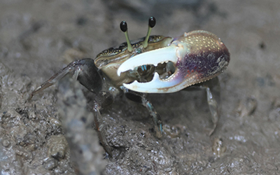 Photo of Tubuca forcipata