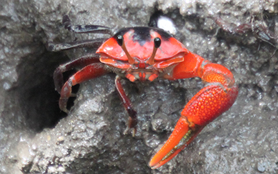 Photo of Tubuca forcipata