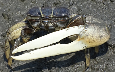 Photo of Xeruca formosensis