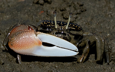 Photo of Xeruca formosensis