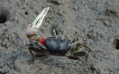 Photo of Xeruca formosensis