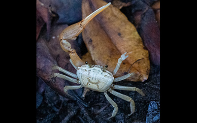 Photo of Minuca galapagensis