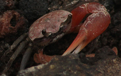 Photo of Minuca galapagensis