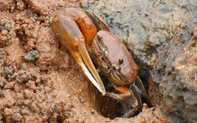 Photo of Minuca galapagensis