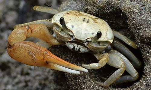 Photo of Minuca galapagensis