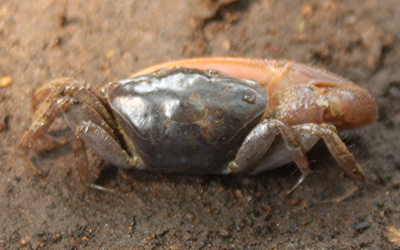 Photo of Minuca herradurensis