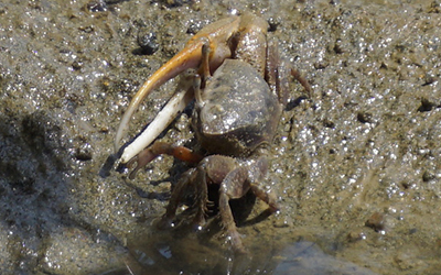 Photo of Minuca herradurensis