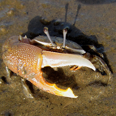 Photo of Gelasimus hesperiae