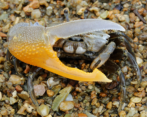 Photo of Gelasimus hesperiae