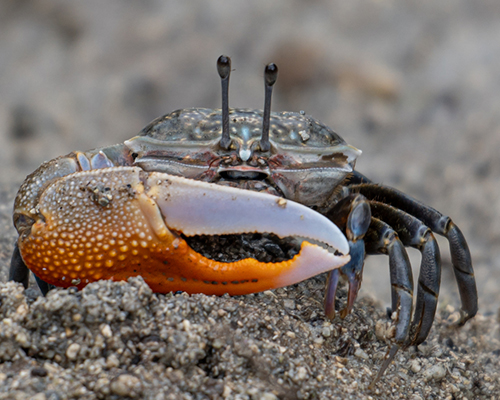 Photo of Gelasimus hesperiae