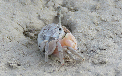 Photo of Tubuca hirsutimanus