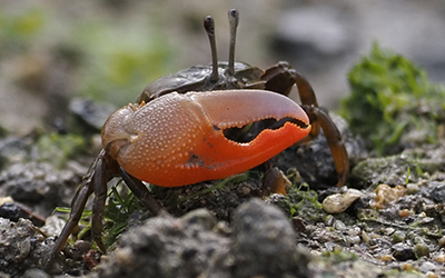 Photo of Gelasimus jocelynae