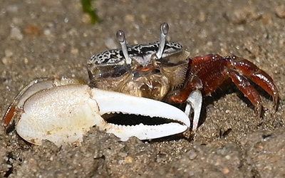 Photo of Austruca lactea