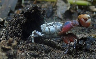 Photo of Leptuca latimanus