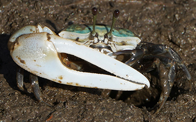 Photo of Tubuca longidigitum