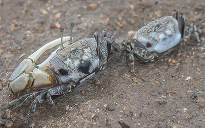 Photo of Tubuca longidigitum