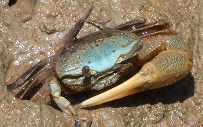 Photo of Minuca longisignalis